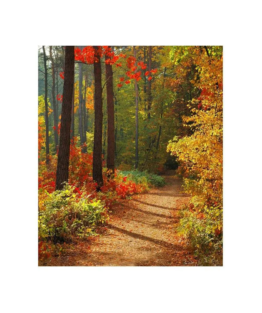 Forest In Fall Photo Backdrop - Basic 4.4 x 5