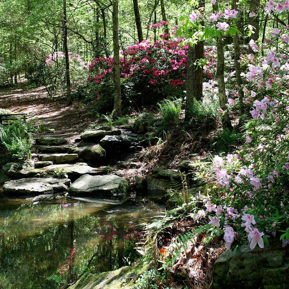 Azalea Pond Studio Backdrop - Pro 10 x 10