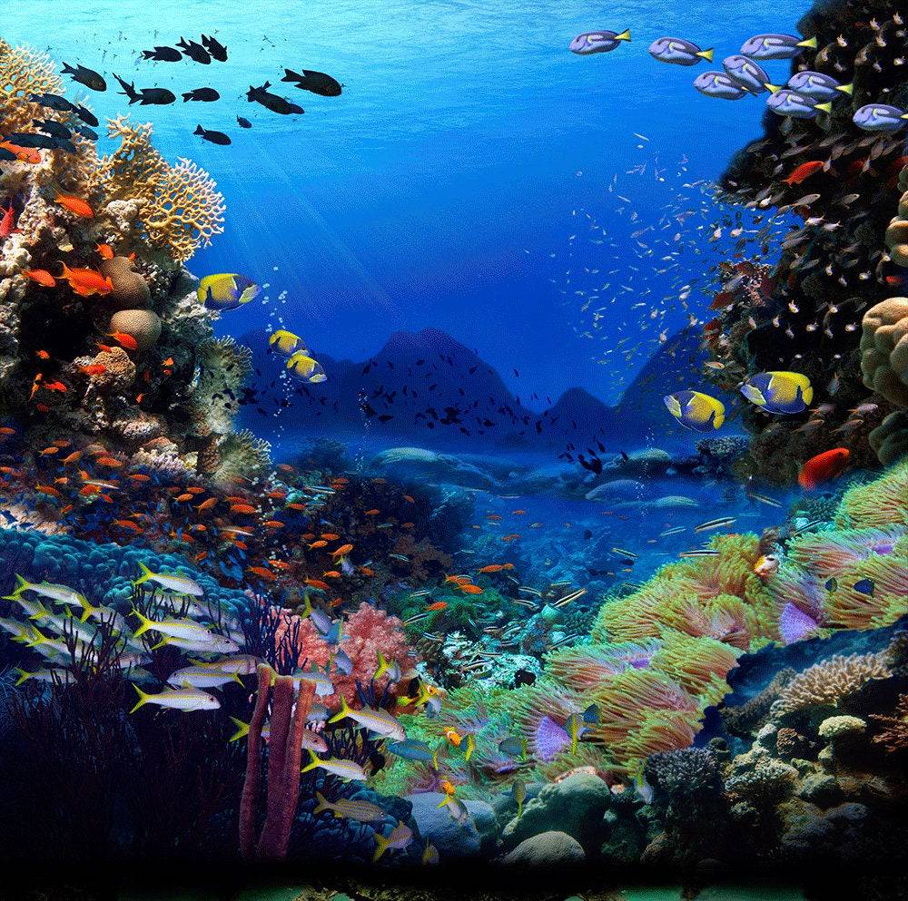 Under The Sea Photography Backdrop - Basic 10  x 8