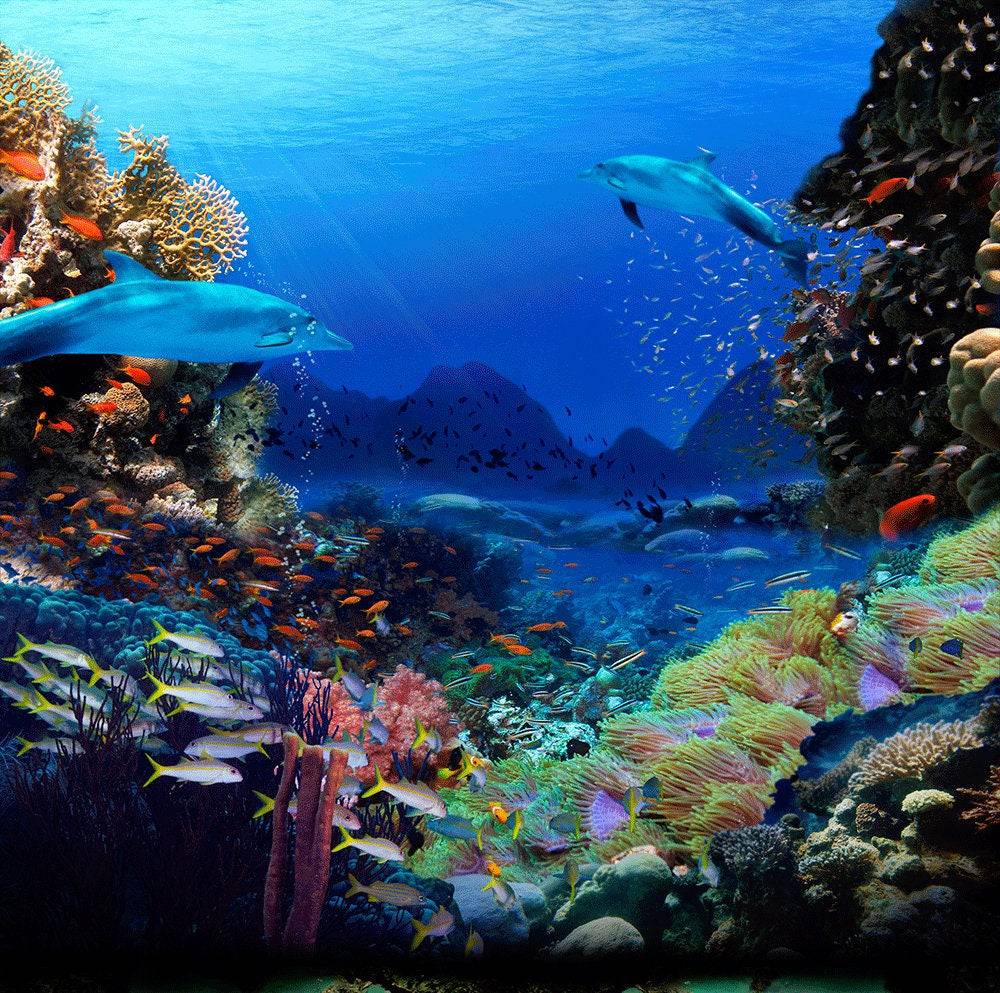 Dolphin Coral Reef Photo Backdrop - Basic 10 x 8