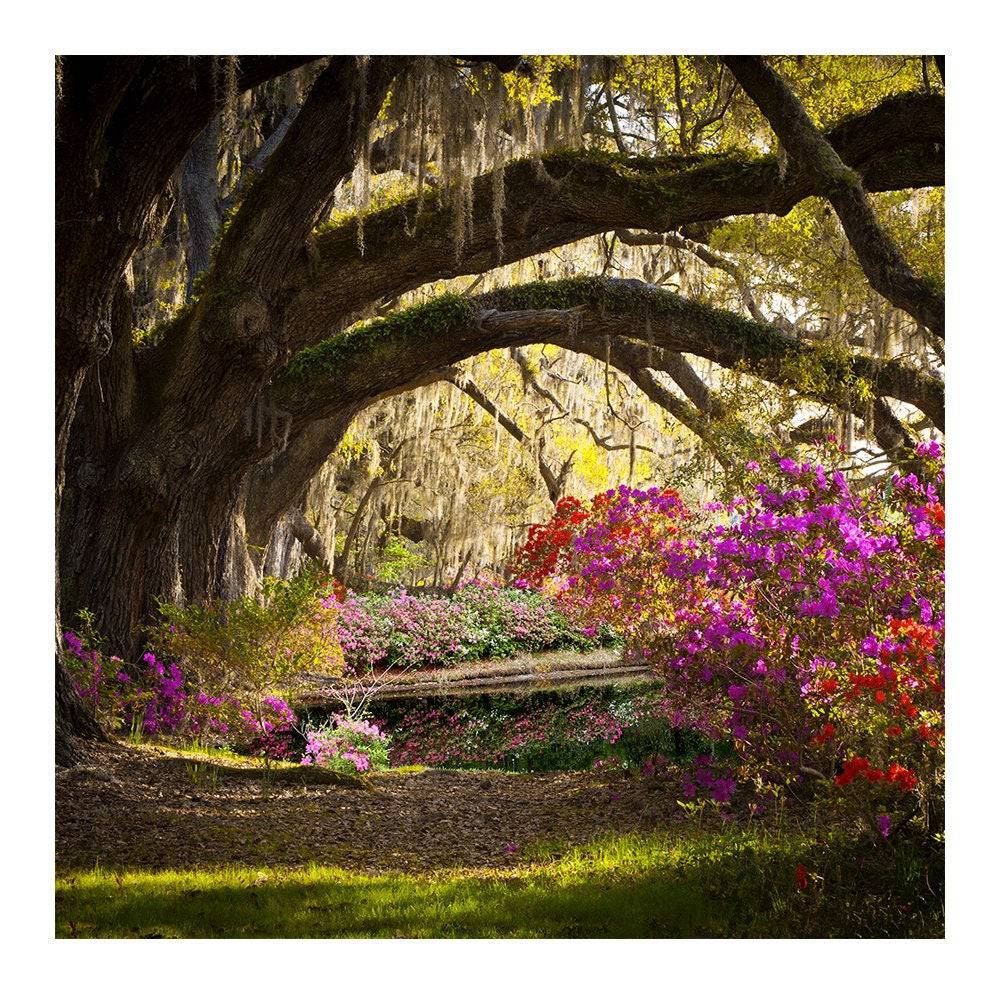 Wild Azalea Garden Photography Background - Basic 8 x 8