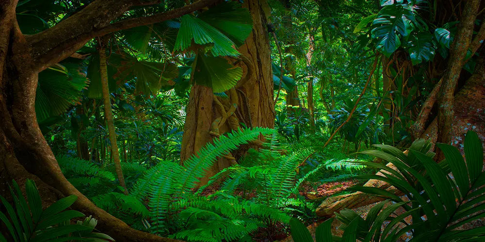 Rain Forest Photo Backdrop