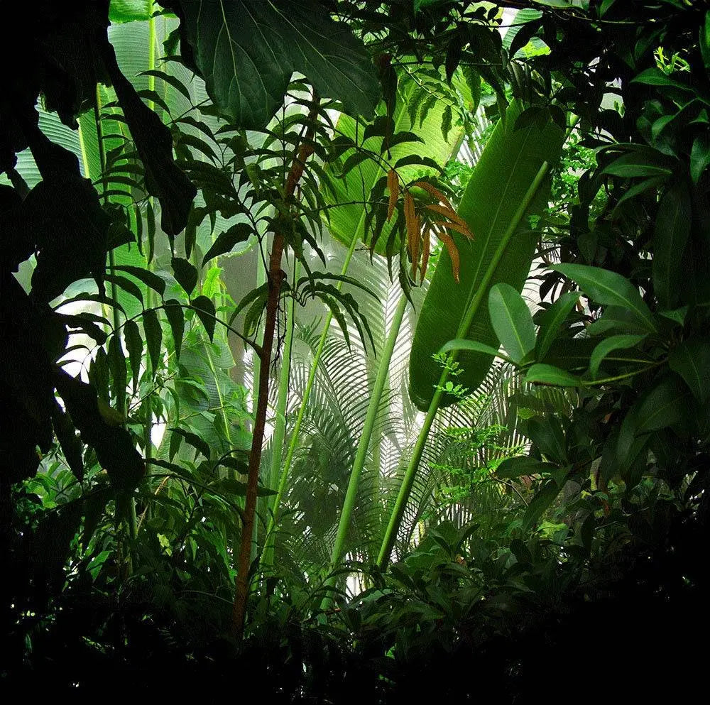 Rain Forest Photo Backdrop - Basic 10 x 8