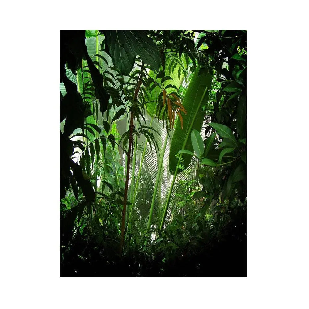 Rain Forest Photo Backdrop - Basic 5.5 x 6.5