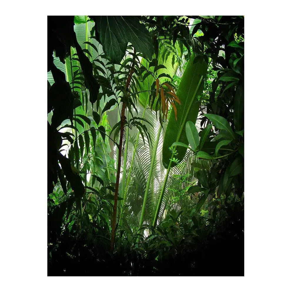 Rain Forest Photo Backdrop - Basic 6 x 8