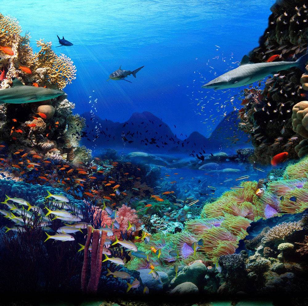 Shark Coral Reef Ocean Bottom Photo Backdrop - Pro 10  x 8
