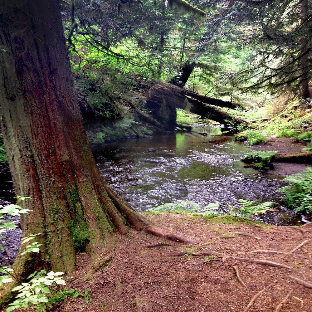 Red Wood Forest Photo Backdrop - Basic 10 x 8