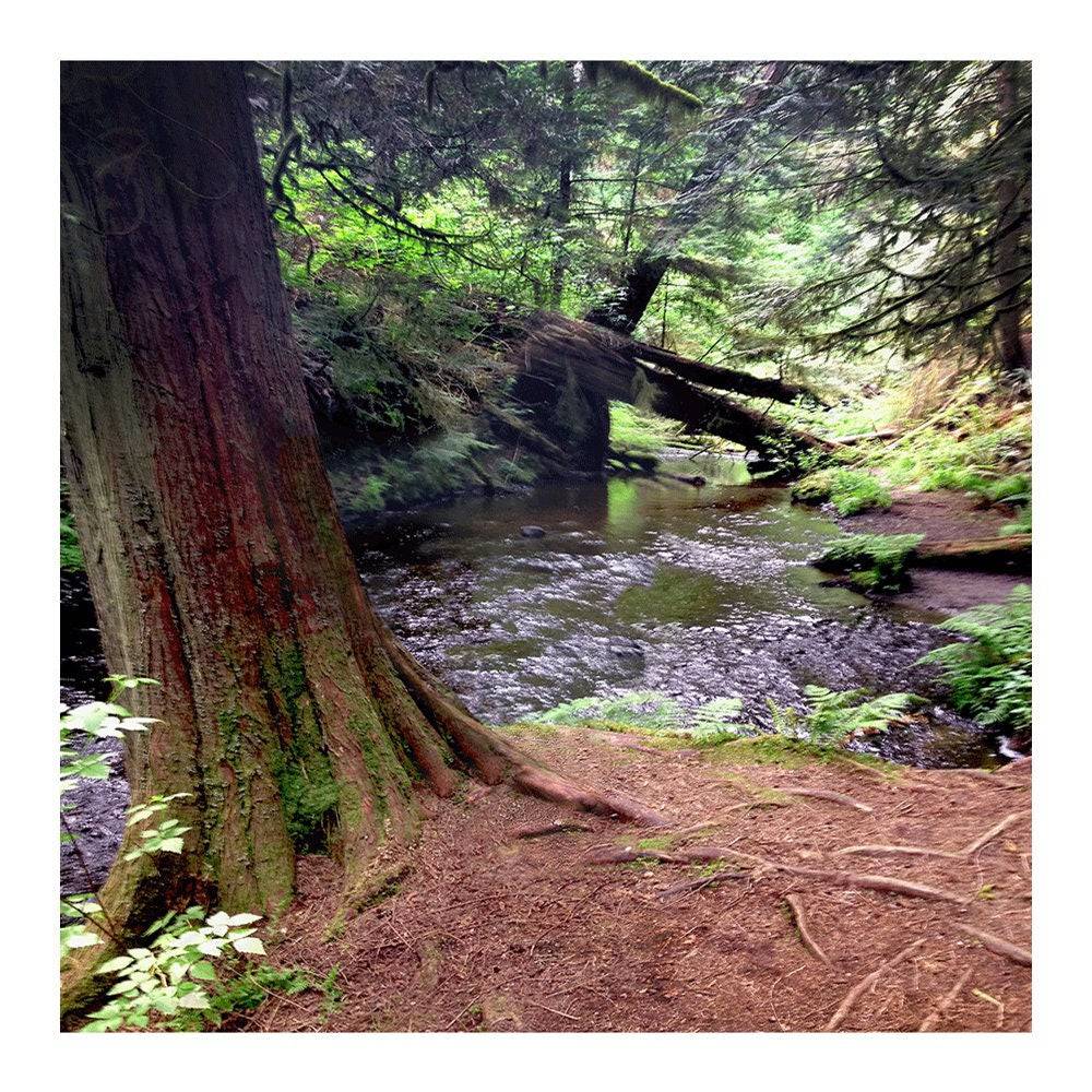 Red Wood Forest Photo Backdrop - Basic 8 x 8