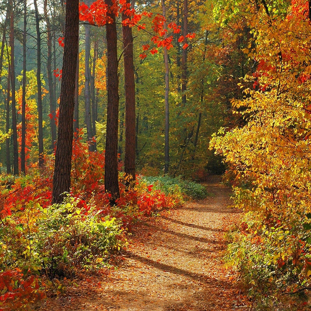 Forest In Fall Photo Backdrop - Pro 10  x 10  