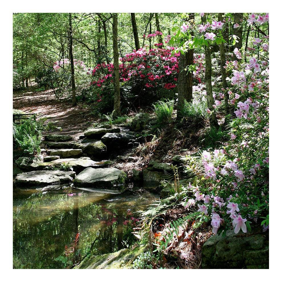 Azalea Pond Studio Backdrop - Basic 8  x 8  