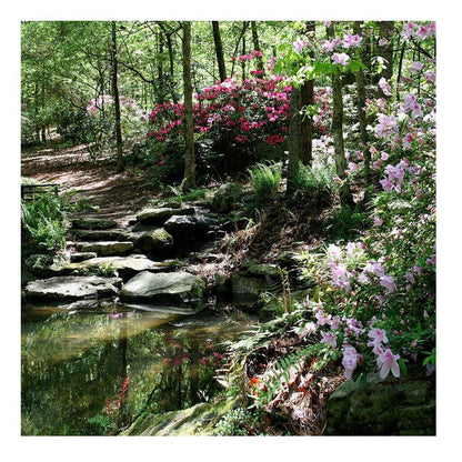 Azalea Pond Studio Backdrop - Pro 8  x 8  