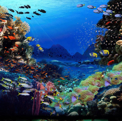 Under The Sea Photography Backdrop - Pro 10  x 8  