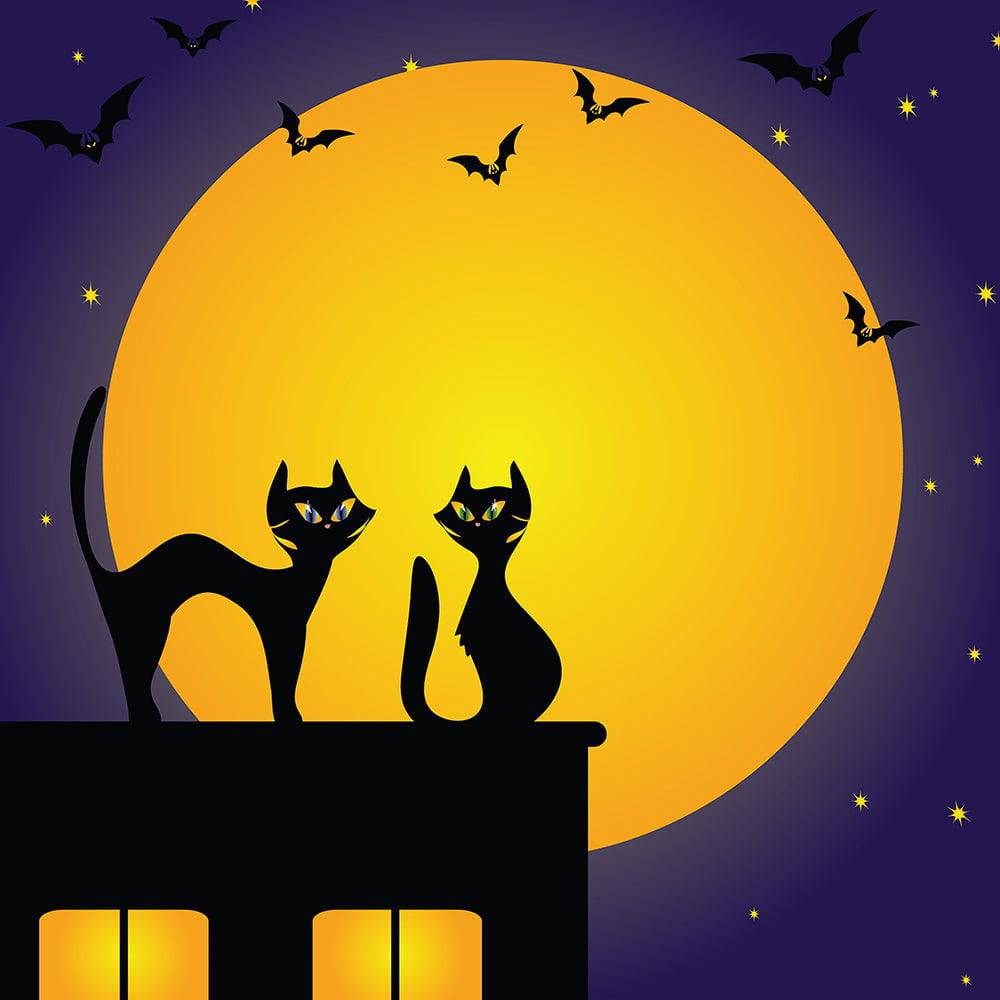 Halloween Black Cat Photography Backdrop - Basic 10  x 8  