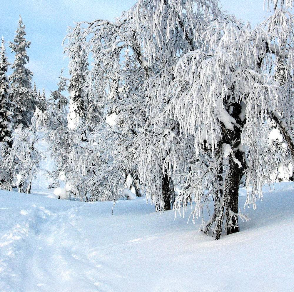 Winter Snow Day Photography Backdrop - Pro 10  x 10  