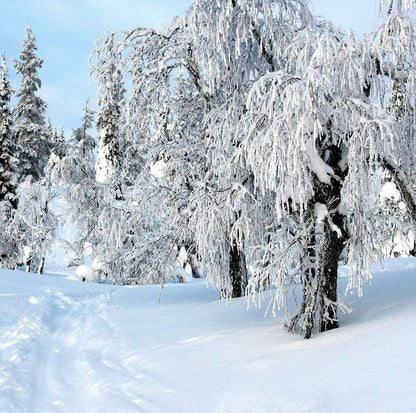 Winter Snow Day Photography Backdrop - Pro 10  x 10  
