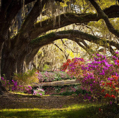 Wild Azalea Garden Photography Background