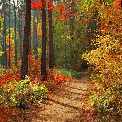 Forest In Fall Photo Backdrop - Basic 10  x 8  