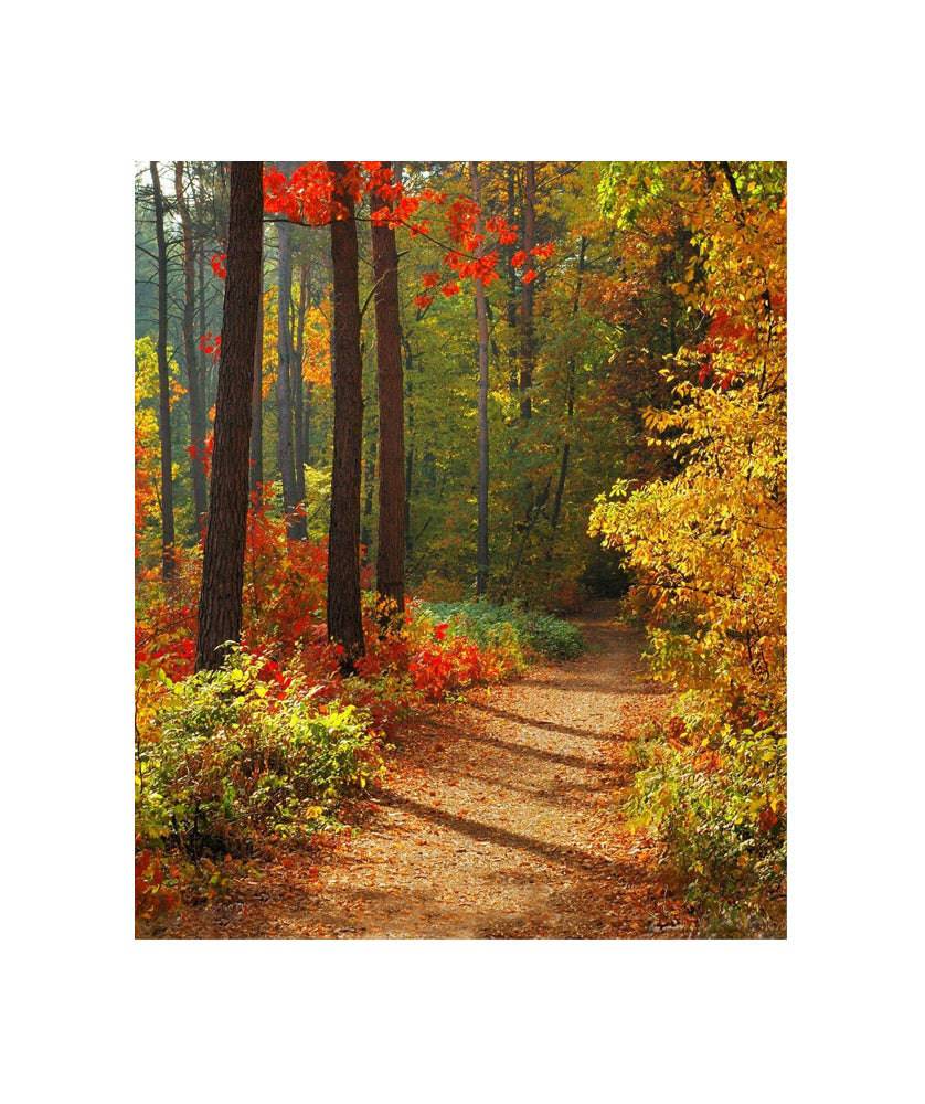 Forest In Fall Photo Backdrop - Basic 4.4  x 5  