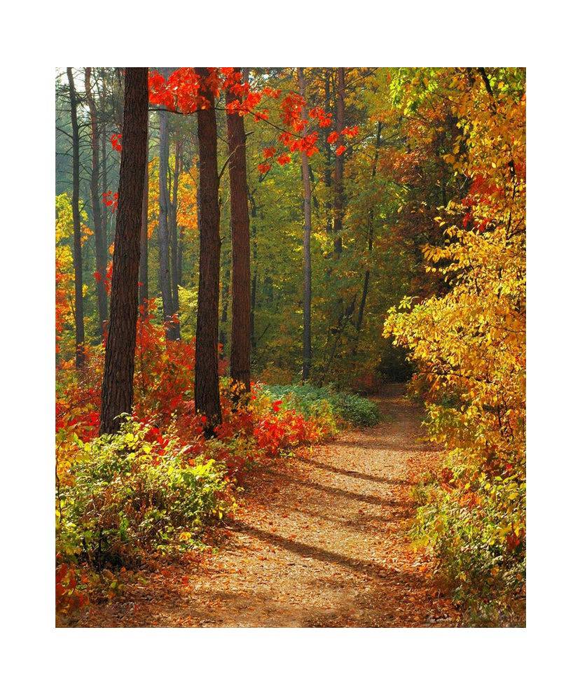 Forest In Fall Photo Backdrop - Basic 5.5  x 6.5  