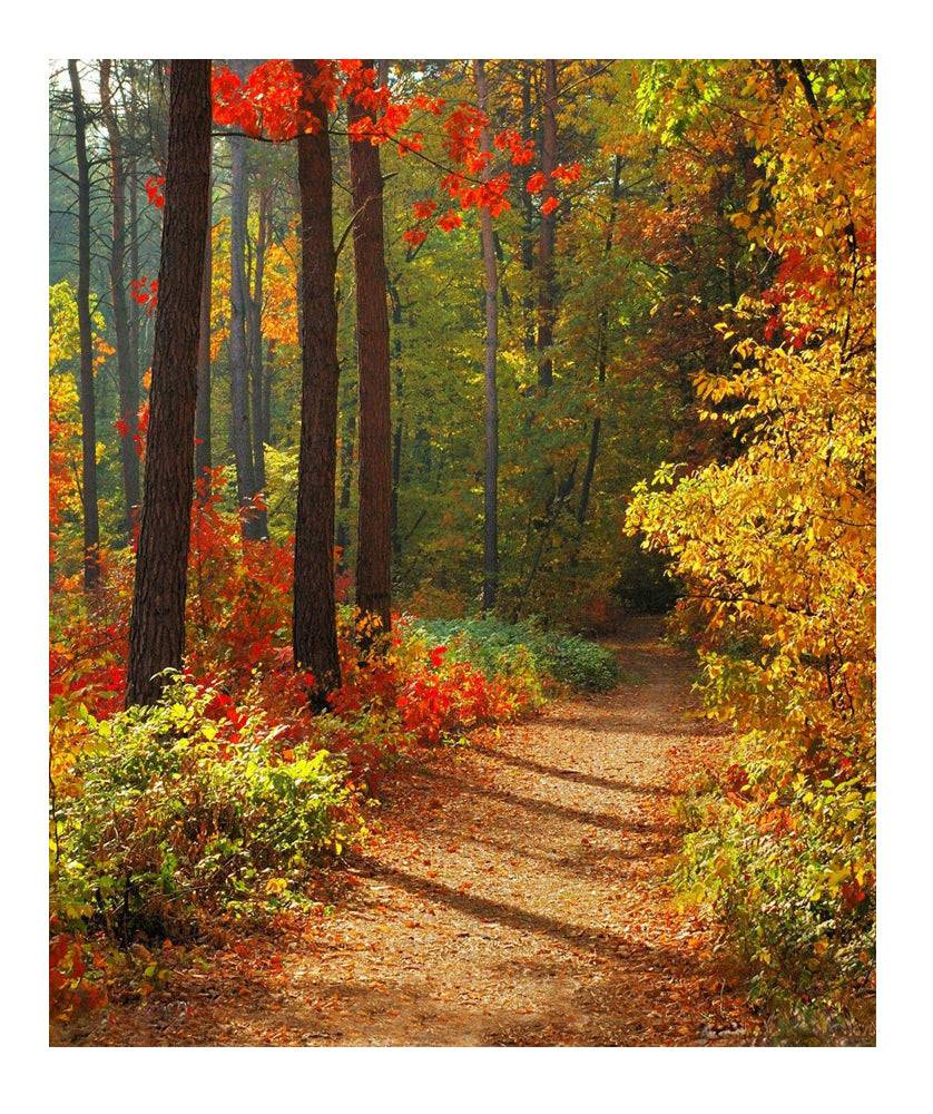 Forest In Fall Photo Backdrop - Basic 6  x 8  