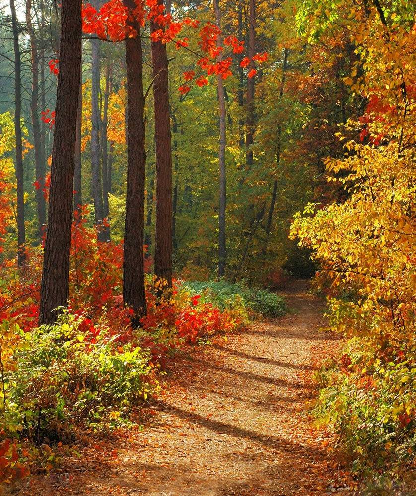 Forest In Fall Photo Backdrop - Basic 8  x 10  
