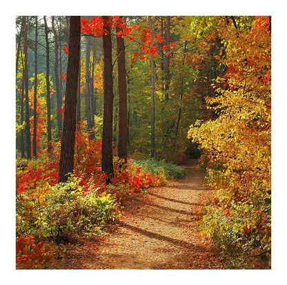 Forest In Fall Photo Backdrop - Basic 8  x 8  