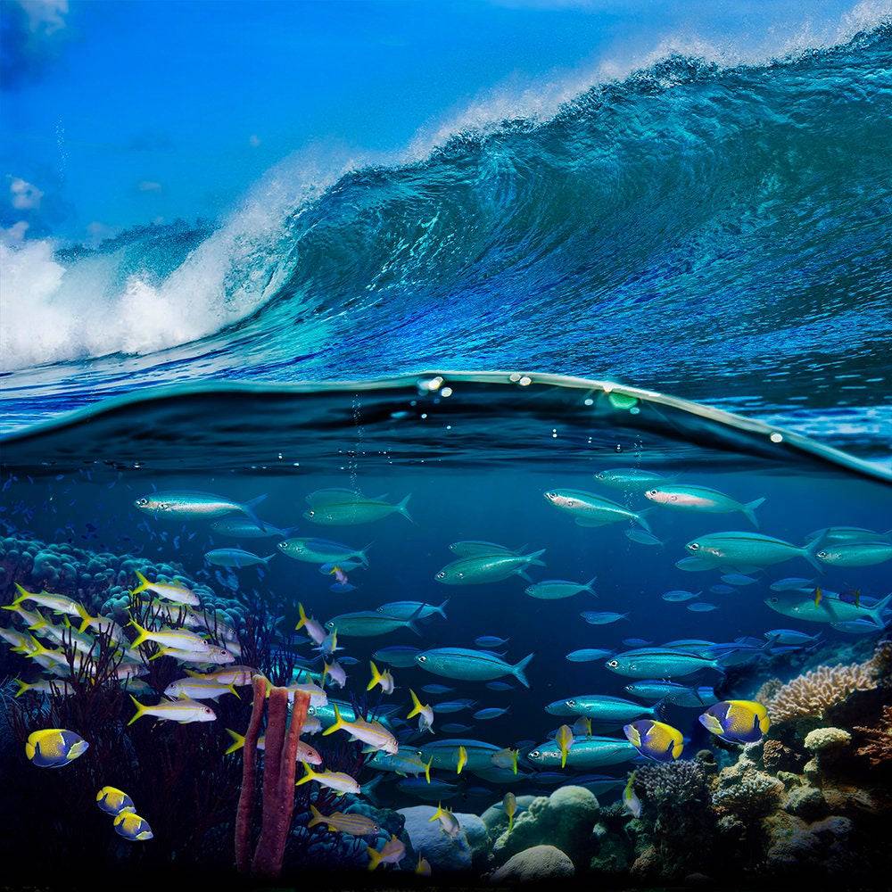 Fish Under The Sea Photo Backdrop - Pro 10  x 10  