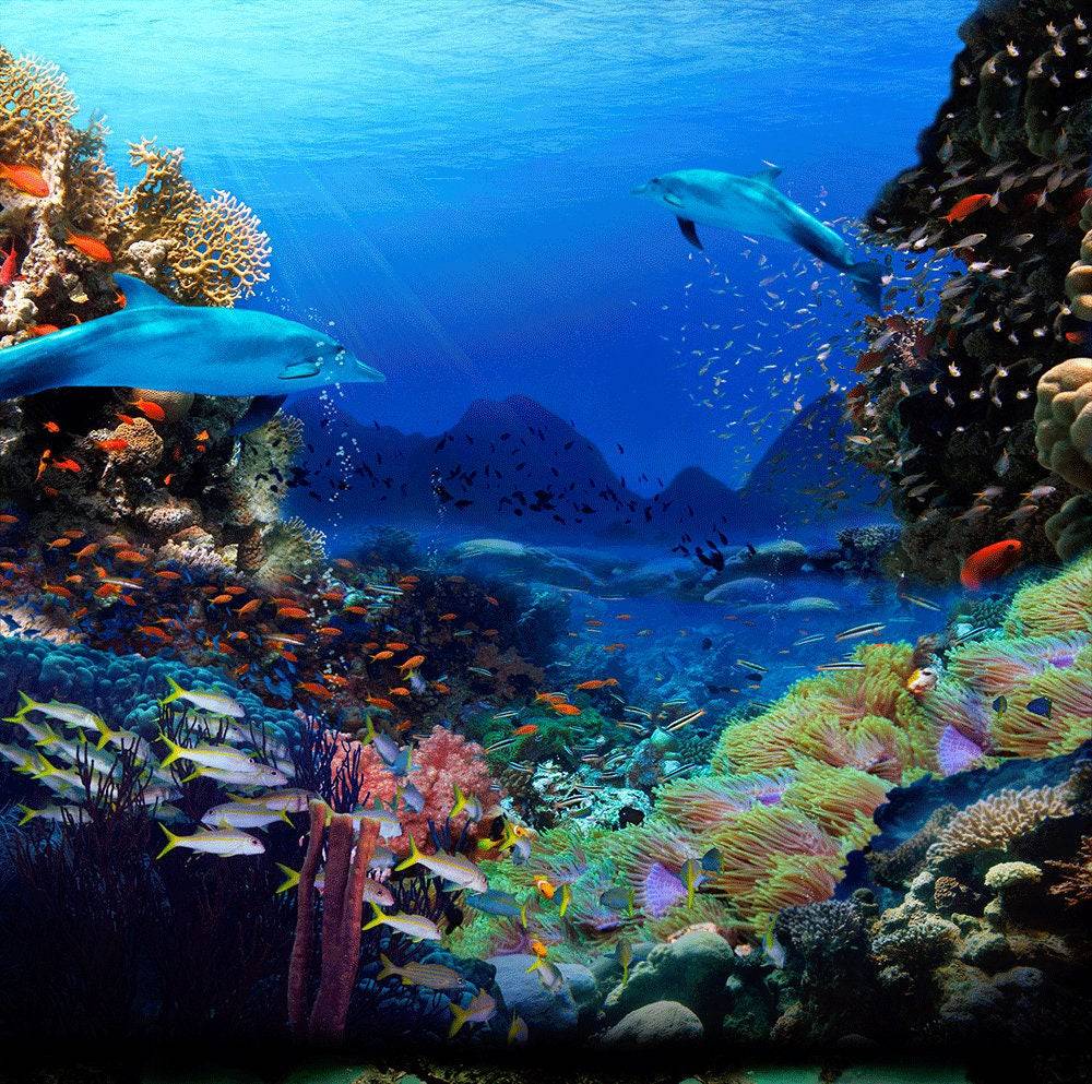 Dolphin Coral Reef Photo Backdrop - Pro 10  x 10  