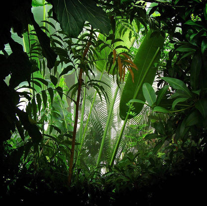 Rain Forest Photo Backdrop - Basic 10  x 8  