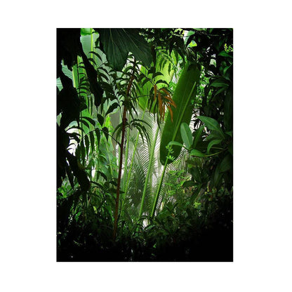 Rain Forest Photo Backdrop - Basic 5.5  x 6.5  