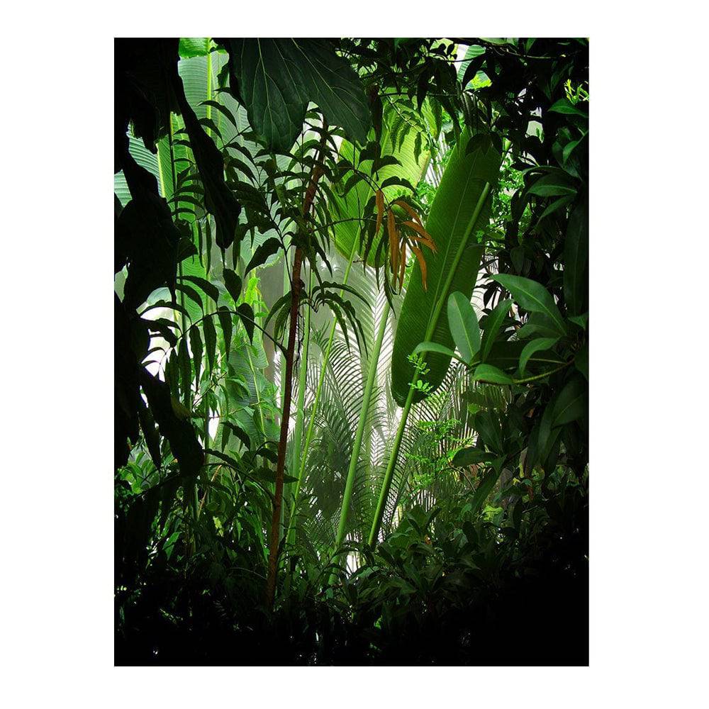 Rain Forest Photo Backdrop - Basic 6  x 8  