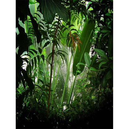 Rain Forest Photo Backdrop - Basic 8  x 10  