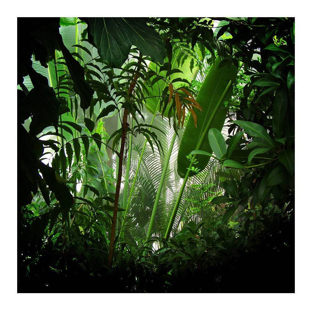Rain Forest Photo Backdrop - Basic 8  x 8  