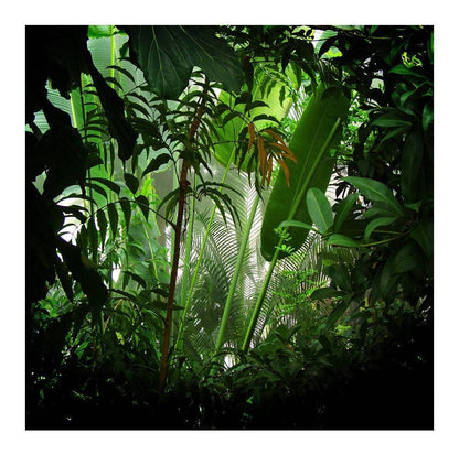 Rain Forest Photo Backdrop - Pro 8  x 8  