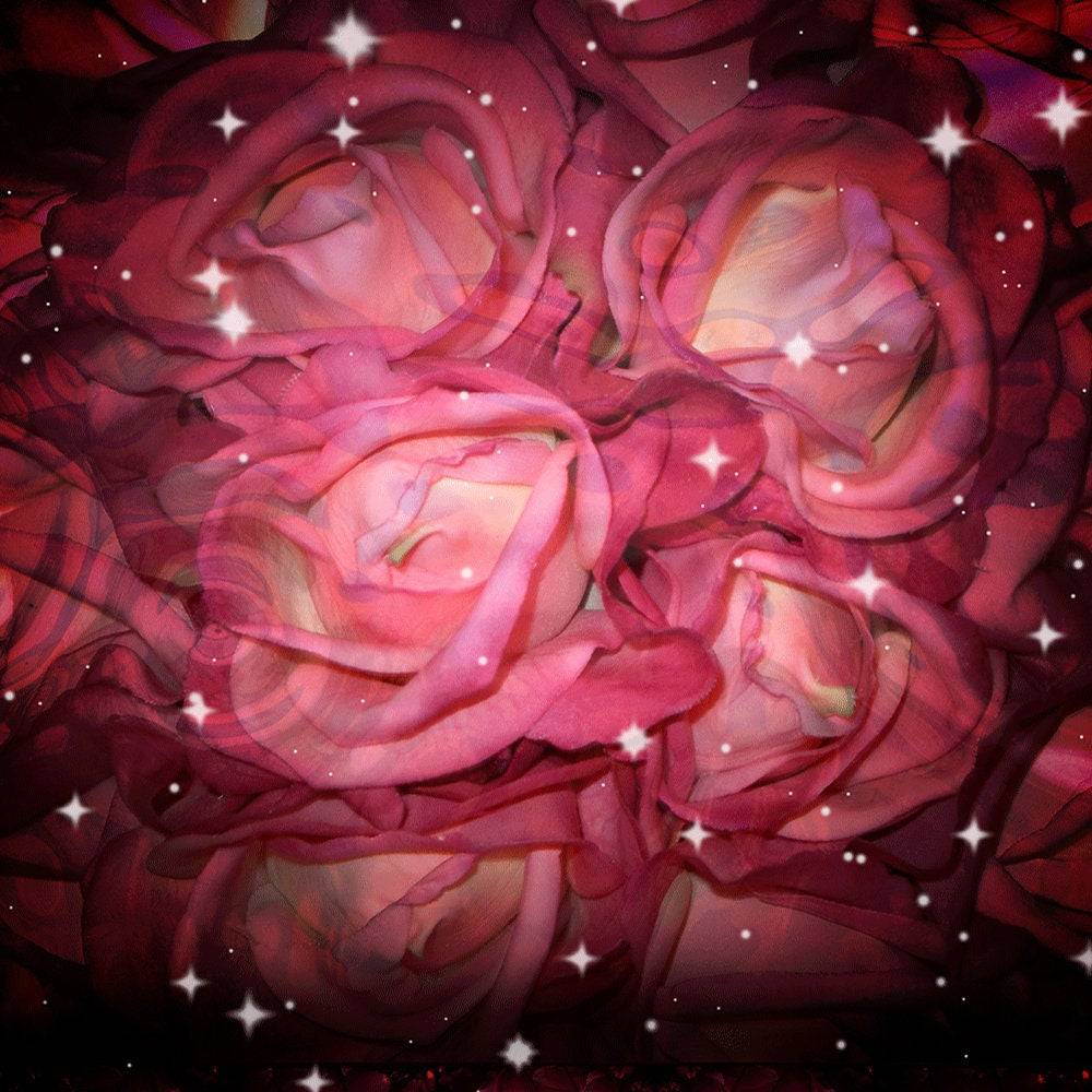 Starry Roses Photography Backdrop - Basic 10  x 8  