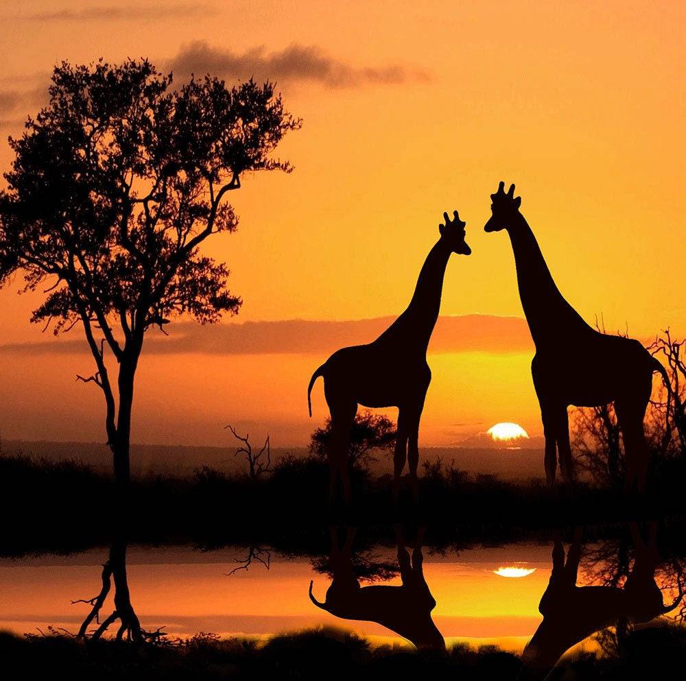 Giraffe Safari Sunset Photo Backdrop - Pro 10  x 8  