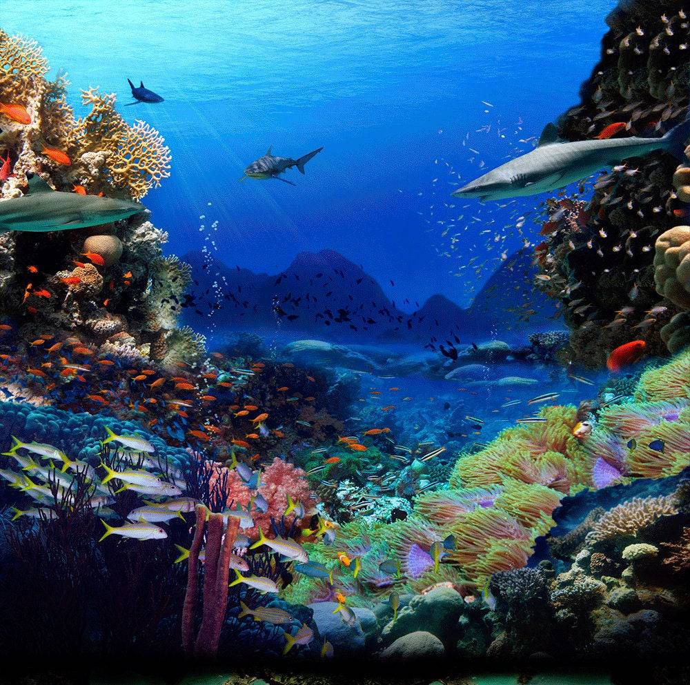 Shark Coral Reef Ocean Bottom Photo Backdrop - Basic 10  x 8  