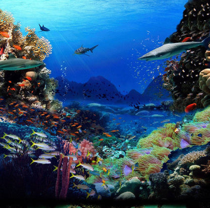 Shark Coral Reef Ocean Bottom Photo Backdrop - Basic 10  x 8  